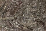 Bargain, Silurian Fossil Crinoid (Scyphocrinites) Plate - Morocco #189913-1